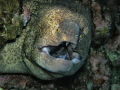   Yellowmargin Moray off Kohola coast Hawaii.I wanted get close personal this gentle giant. Hawaii. Hawaii giant  